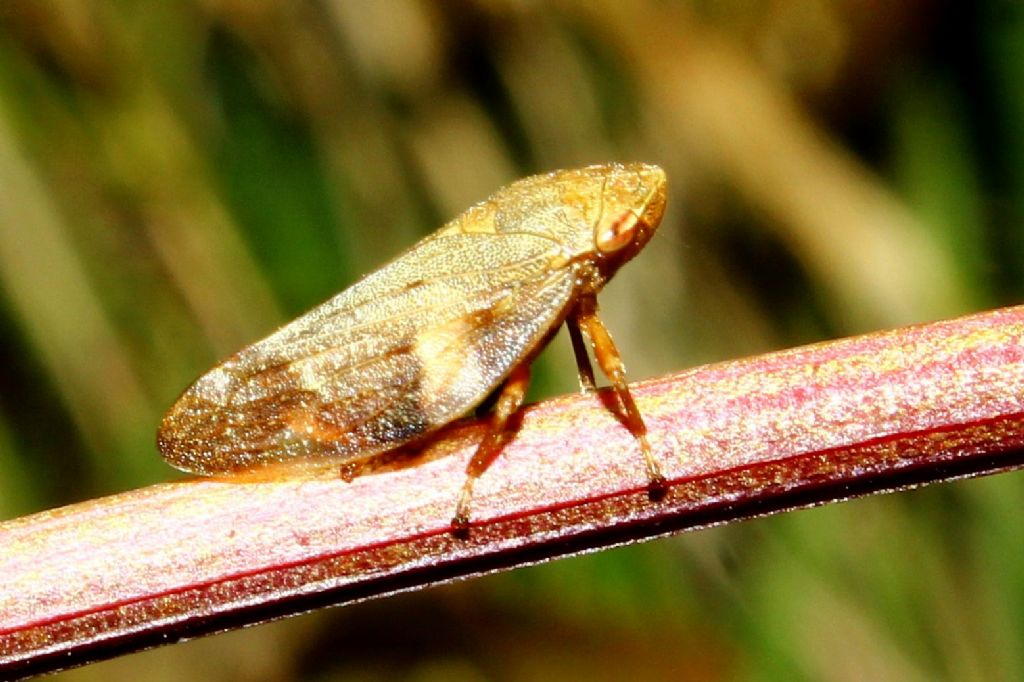 Aphrophora alni, Liguria